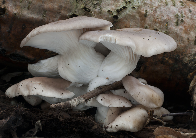 Pleurotus cornucopiae